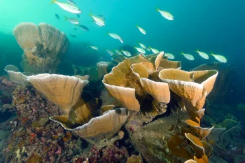 Pangatalan Private Island - Image 12