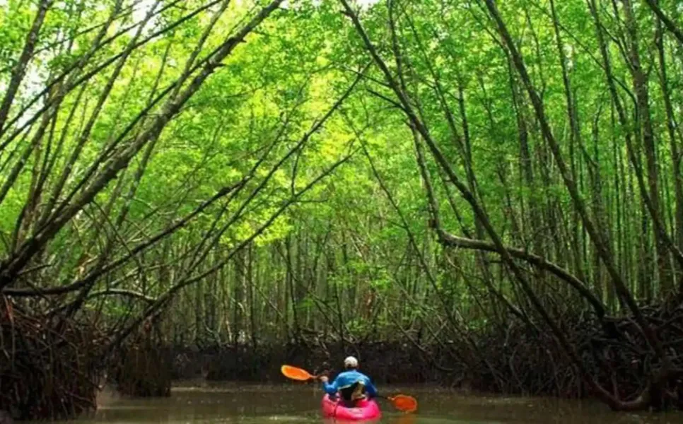 Mangrove Kayaking Busuanga (2)