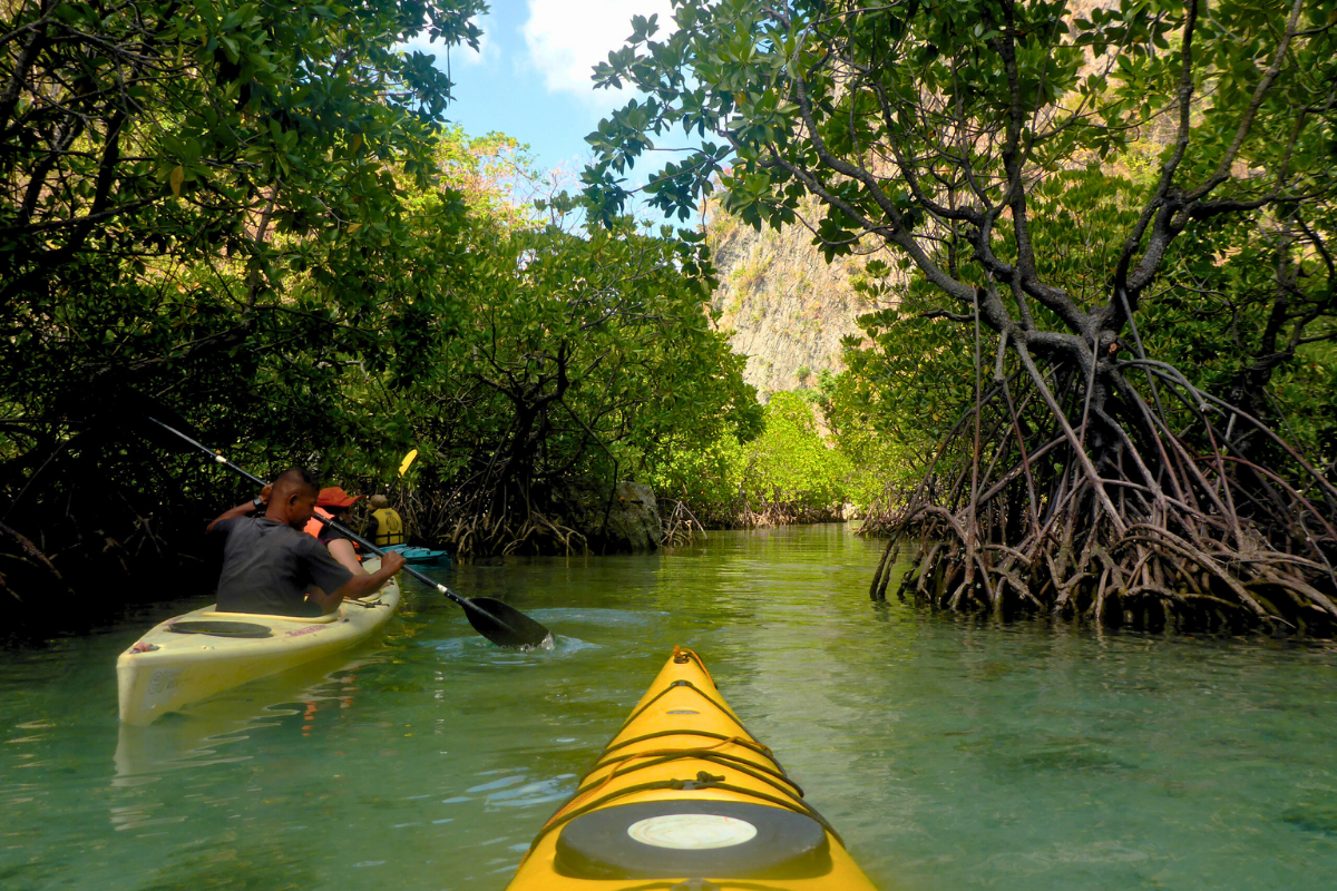BUSUANGA BAY MAGROVES_1200X800 (1) Mangrove Exploration - Image 1