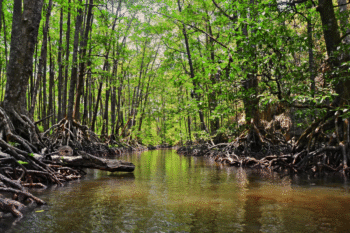 Mangrove Exploration - Image 2