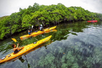 Mangrove Exploration - Image 3