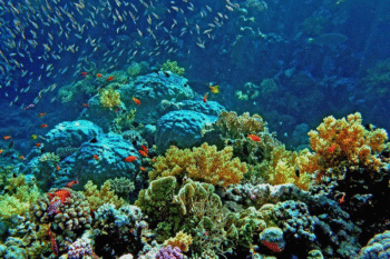 Lusong Wreck and Coral Garden Snorkeling - Image 8