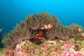 Lusong Wreck and Coral Garden Snorkeling - Image 4